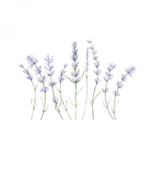 Příroda, květiny, stromy /  nalepky-na-stenu-nature-levandule-dk387-lovel-02.jpg 